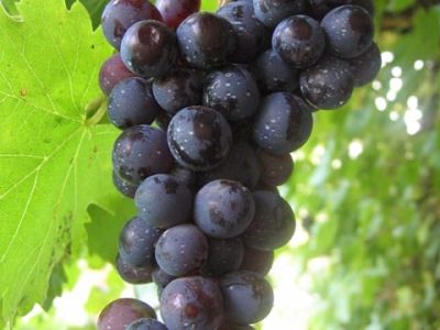 uva5