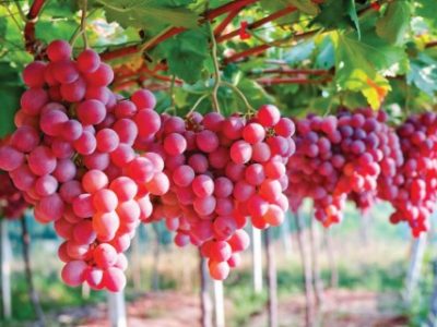 red grapes