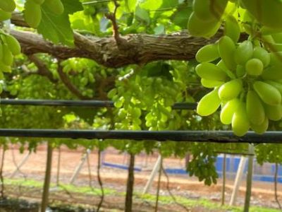 uvas verdes (Telefone)