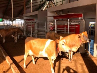 Fazenda - Lely Astronaut - Foto Divulgação