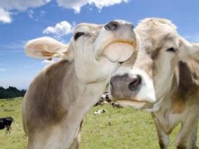 vaca