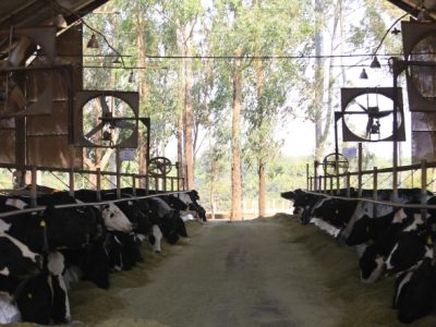 vacas Girolando em sistema free stall (Pequeno)