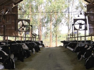 vacas Girolando em sistema free stall (Pequeno)