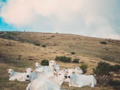 A vertical shot of white cows resting in the meadow under a cloudy sky