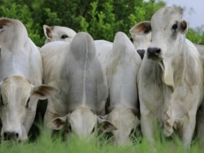 vetoquinol-nelore-pastando-foto-diego-leite-pixabay (Telefone)