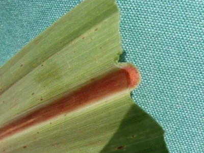 Sintomas de Síndrome da Murcha da Cana