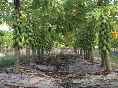 Mamão - Crédito: Brapex