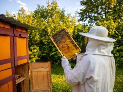 Divulgação
Sebrae Minas atua com os apicultores do Norte de Minas desde 2016