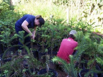 Coleta de pinhão sob araucárias na Serra da Mantiqueira