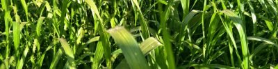 webinar-tecnologia-cobertura-wolf-seeds (2)