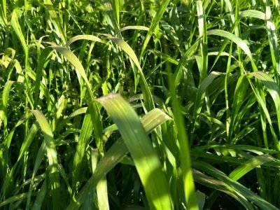 webinar-tecnologia-cobertura-wolf-seeds (2)