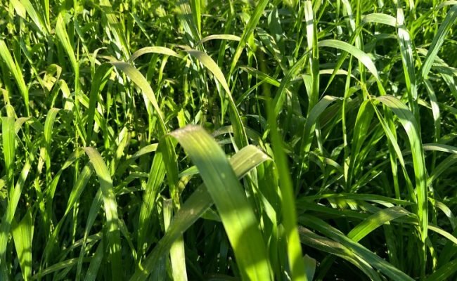 webinar-tecnologia-cobertura-wolf-seeds (2)