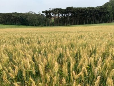 webinar_maistrigo_menostempo-2