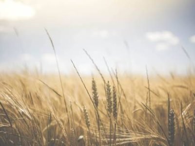 wheat-1845835-1280---PIXABAY (Telefone)