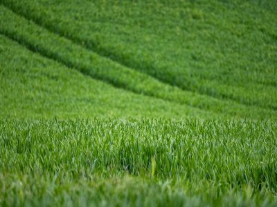 wheat-7208997_640
