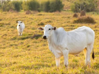 white-nelore-cattle-in-pasture-Telefone
